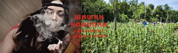 прущие грибы Заводоуковск
